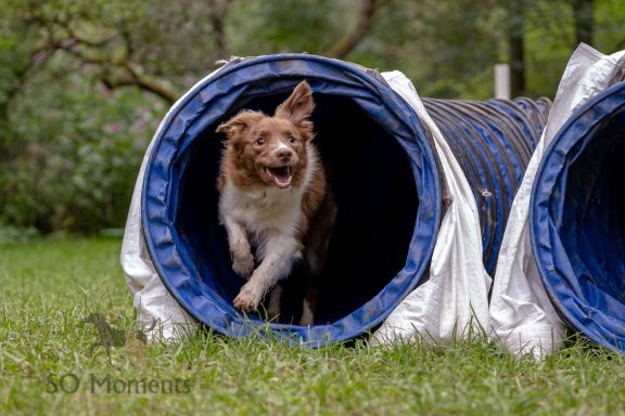 hund im tunnel